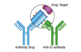 Anti-idiotype Antibody
