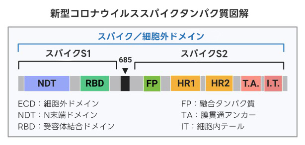 sars-cov-2-spike-protein-schematic