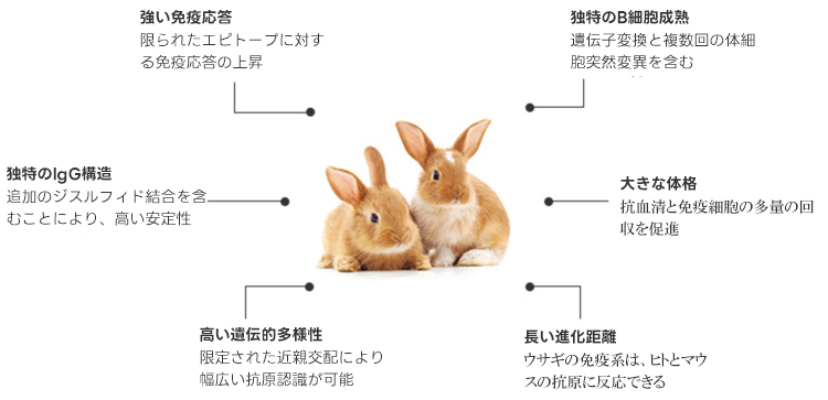 ウサギモノクローナル抗体作製サービス | GenScript