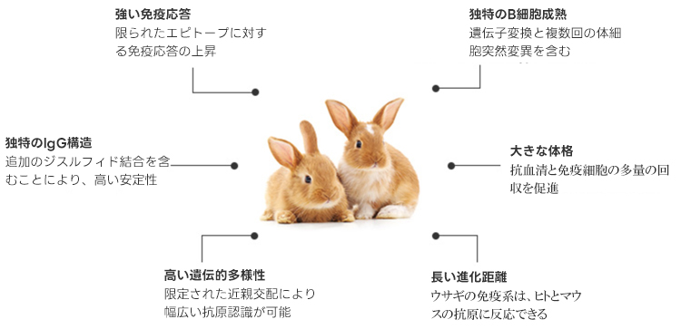 why rabbit antibody