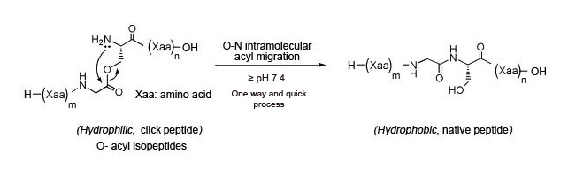 Figure 1: Conversion of Click Peptide to native peptide via pH change