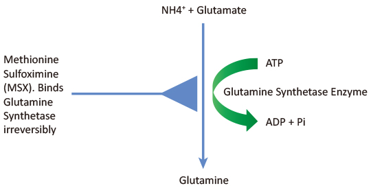 Glutamine Synthetase Technology Principle
