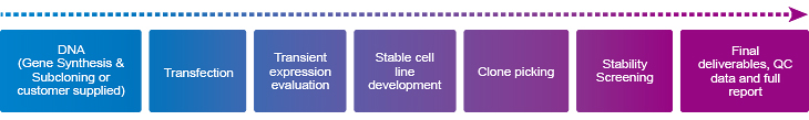 Flow chart of GenScript stable transfection & cell line development services