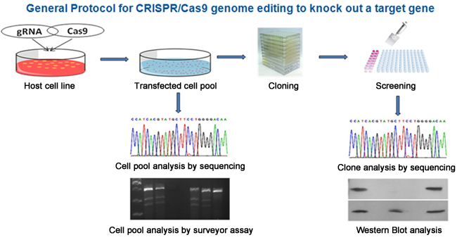 Experimental Protocol for CRISPR/Cas9 genome editing to knock out a target gene