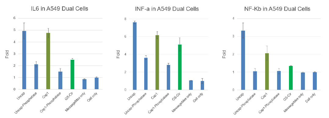 環状RNAはCap1 mRNAと比べて低い免疫原性を示す