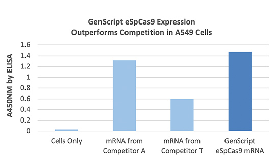 Expression of eSpCas9 mRNA in A549 cells