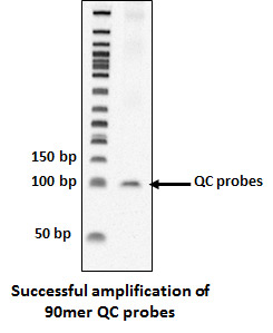 Successful Amplification of 90mer QC Probes