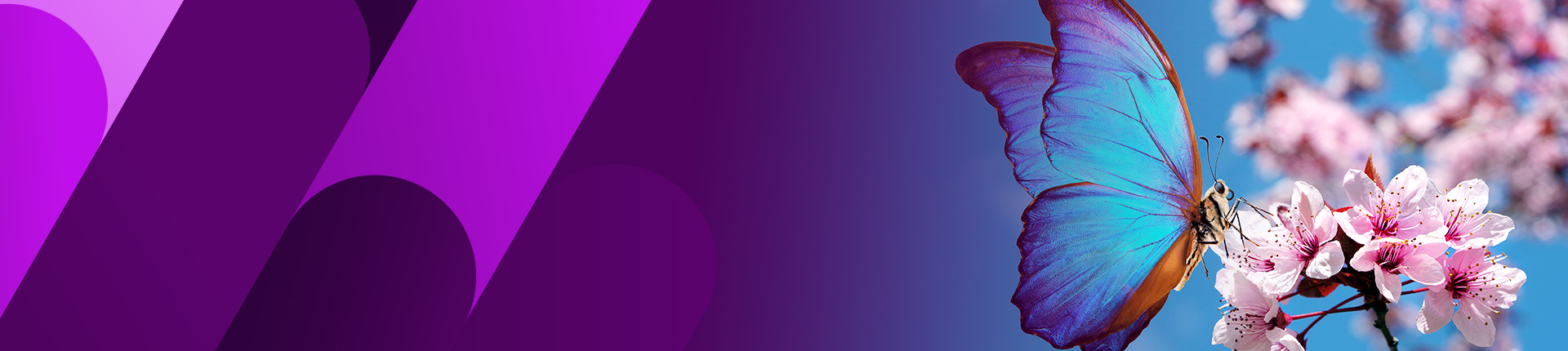 BacuVance バキュロウイルス/昆虫細胞発現系