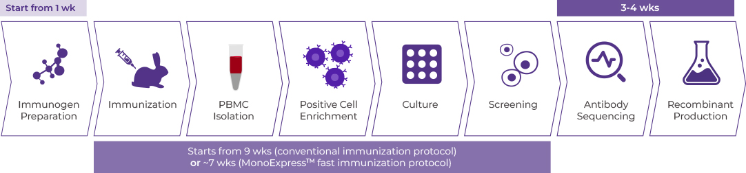 9~11 wks (conventional immunization protocol) or ~7 weeks (PhoenixTM fast immunization protocol) 