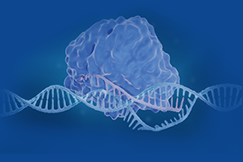 Cas12a (cpf1) crRNA 