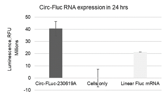 Expression of mCherry mRNA in A549 cells