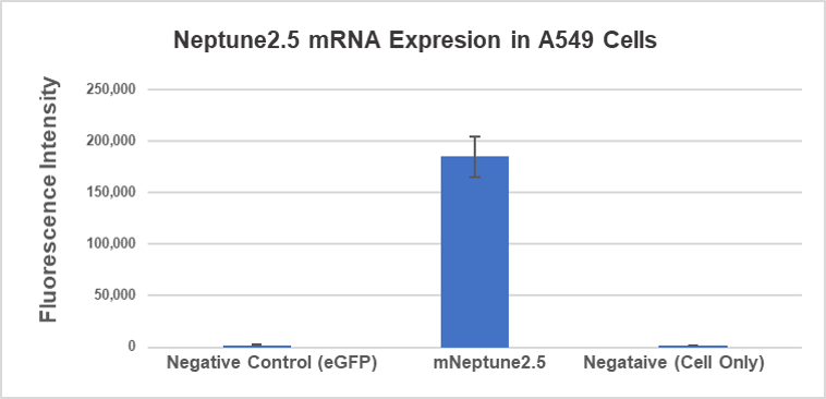 Expression of mCherry mRNA in A549 cells