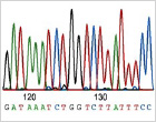 Sanger Sequencing