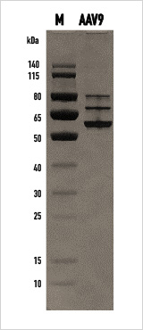 AAV 9