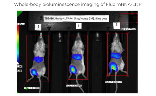 Whole-body bioluminescence imaging of Fluc mRNA-LNP
