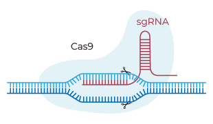CRISPR/Cas9 sgRNA