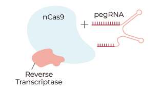 CRISPR/Cas9 sgRNA