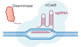 Base editing guide RNA