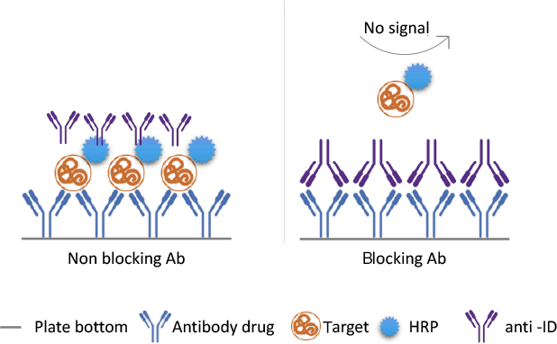 MonoRab™ウサギモノクローナル抗体作製プラットフォームによる抗イディオタイプ開発