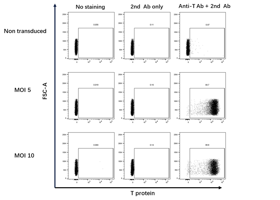 LVV Enables Efficient Expression of a 12-Transmembrane Protein