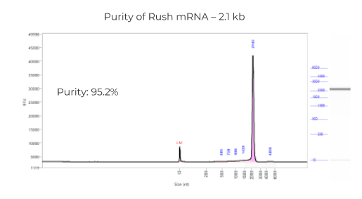 Purity of Rush mRNA – 2.1 kb