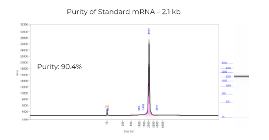Purity of Standard mRNA – 2.1 kb