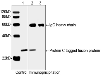 THE™ Protein C Tag Antibody (HPC4), MAb, Mouse