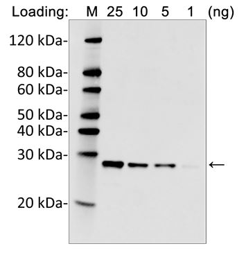 MonoRab™ Anti-His Tag (C-term) Antibody(25B6E11), MAb, Rabbit
