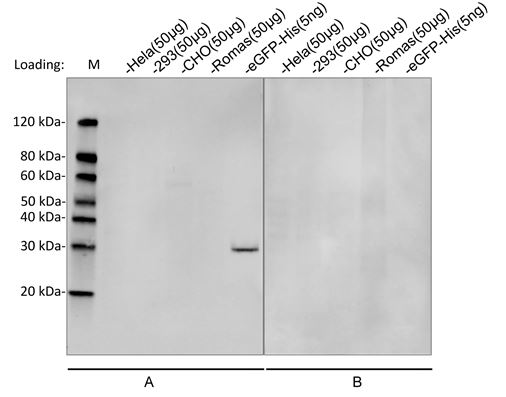 MonoRab™ Anti-His Tag (C-term) Antibody(25B6E11), MAb, Rabbit