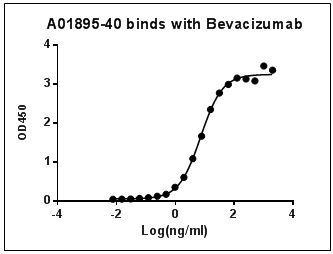 MonoRab™ Anti-Bevacizumab Antibody (30E1), MAb, Rabbit